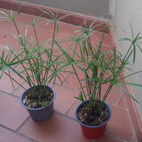 Piante di Papiro in piena vegetazione. 