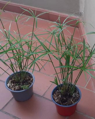 Piante di Papiro in piena vegetazione. 
