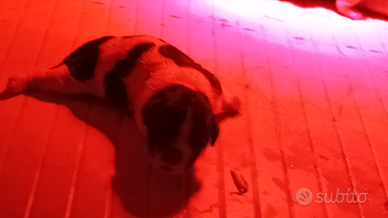 Breton cuccioli con Pedigree