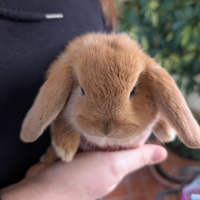 Coniglietti Nani Ariete - ROMA Sud