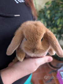Coniglietti Nani Ariete - ROMA Sud