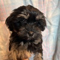 Cuccioli di Bichon Havanese puri