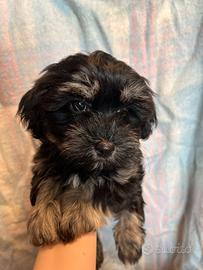 Cuccioli di Bichon Havanese puri