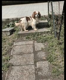 Cavalier King Pedegree Enci