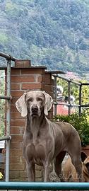 Weimaraner