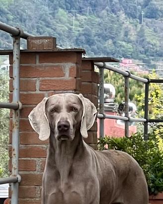 Weimaraner