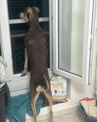 Cucciola di cane si chiama cocò