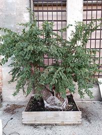 pre bonsai olmo centenario grande