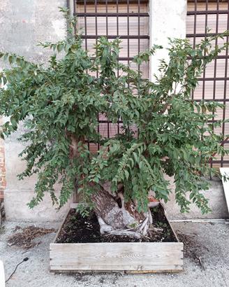 pre bonsai olmo centenario grande