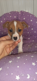 Baby Jack russell terrier bianco fulvo tan