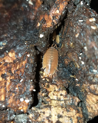 Colonia starter Porcellio Laevis Orange