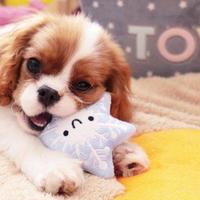 Cavalier king