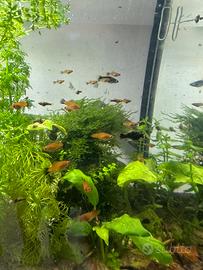 Pesci, guppy e portaspada portaspada