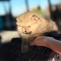 Spitz cucciolo Pomerania nano