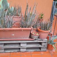 Pala di fico d'india aloe e agave