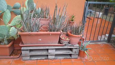 Pala di fico d'india aloe e agave