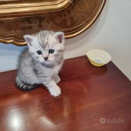 Gattini Scottish 