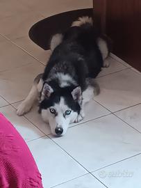 Siberian husky femmina 5 anni