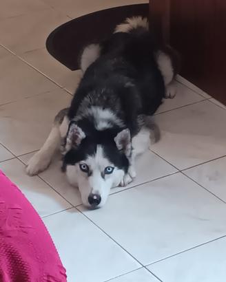 Siberian husky femmina 5 anni