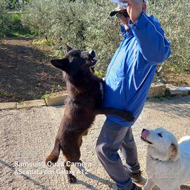 Devil, cucciolo di 7/8 mesi lupo