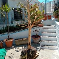 Oggetto vintage per arredamento locali a tema 