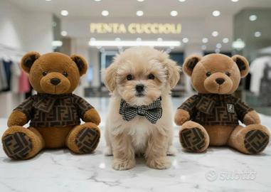 Maltipoo toy -dilazione privata senza requisiti