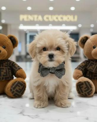 Maltipoo toy -dilazione privata senza requisiti