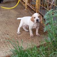 Cuccioli di Bracco pointer