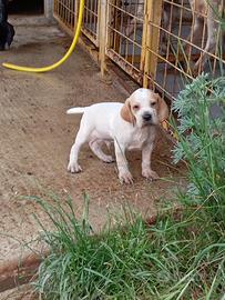 Cuccioli di Bracco pointer