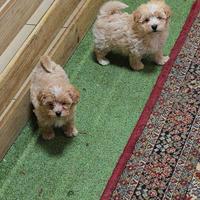 Maltipoo small fulvi