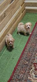 Maltipoo small fulvi