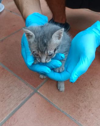 Gattini randagi trovati dentro il giardino