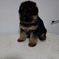 Cucciola di pastore tedesco