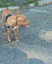 Pitbull nome Zeus amorevole di 2 anni