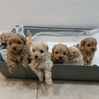 Maltipoo miny Toy genitori visibili