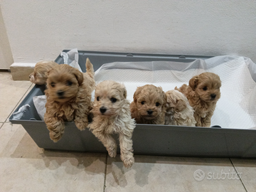 Maltipoo miny Toy genitori visibili