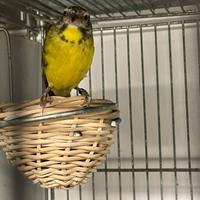 Canarina del Mozambico