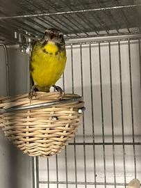 Canarina del Mozambico