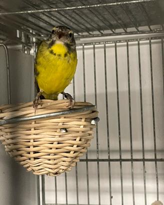 Canarina del Mozambico