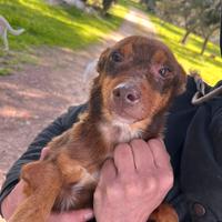 Cucciolo da amare e coccolare