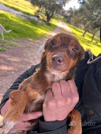 Cucciolo da amare e coccolare