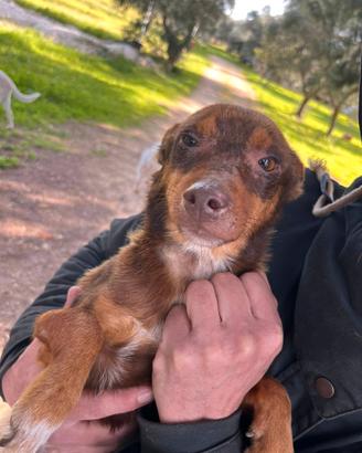 Cucciolo da amare e coccolare