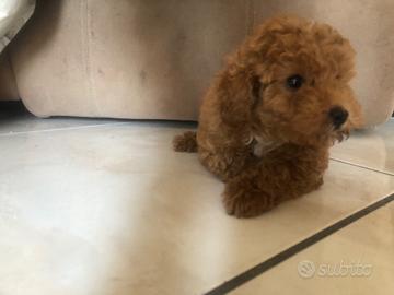 Ultimi cuccioli barboncino toy red rosso