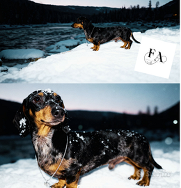 Bassotto disponibile per monta