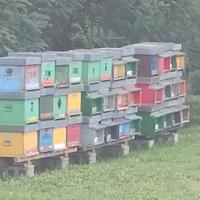 arnie solo cubo rimaste apicoltura 