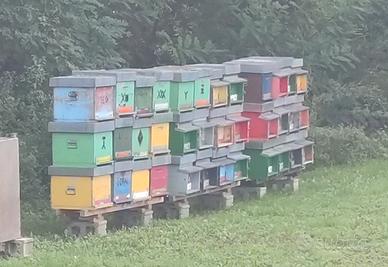 arnie solo cubo rimaste apicoltura 