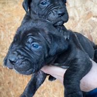 Cuccioli di cane corso