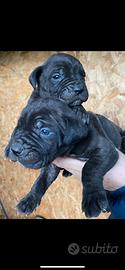 Cuccioli di cane corso