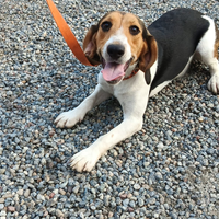 Cucciolo di beagle