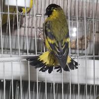 Lucherino testa nera